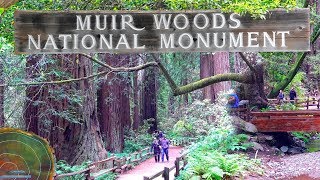 Muir woods national monument video tour around redwoods reserve only
few miles from san francisco.