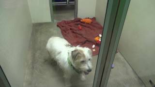 Fayetteville Animal Shelter Package