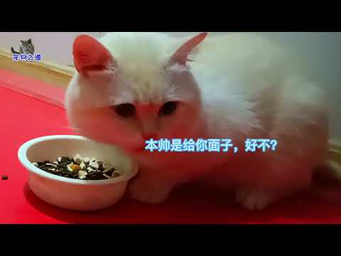 给大帅猫洗尾巴后生气了，躲着主人不愿搭理，主人只好想法讨好它