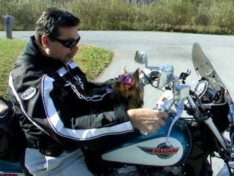 yorkie on motorcycle cali s motorcycle ride yorkie on motorcycle cali s motorcycle ride