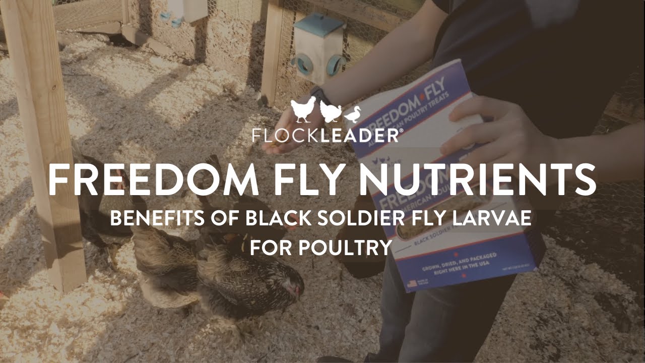 FlockLeader FREEDOM FLY Nutrients: Black Soldier Fly Larvae Benefits ...