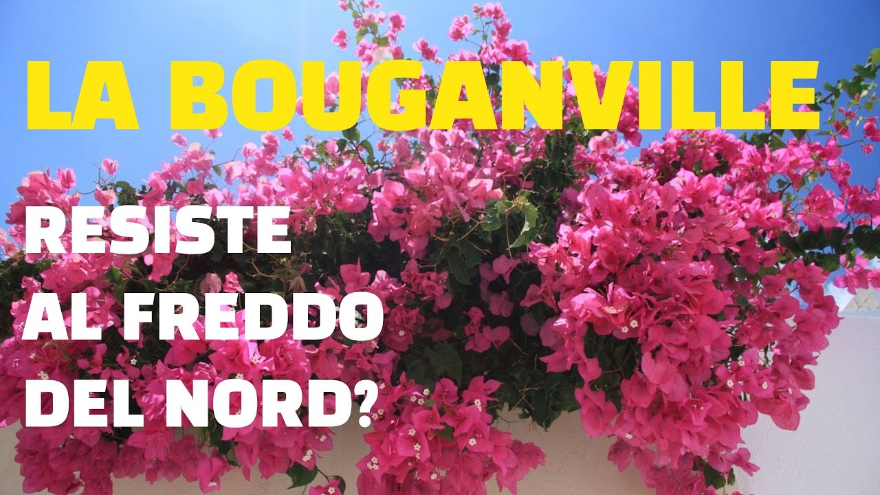 la-bouganville-resiste-al-freddo-del-nord-vediamo-come-sta-youtube