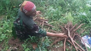 Pacarmu Ganteng Bisa Cabut Singkong Tidak? Cabut Singkong Sekuat Tenaga