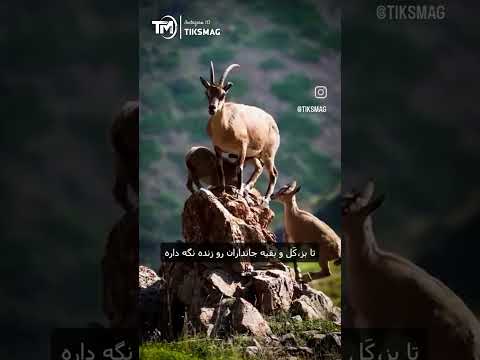 دوستان عزیز یه جمله برای خاله حاجر بنویسید زنده باد نام ایران