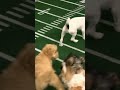 A Crazy Puppy Bowl Tackle! | Puppy Bowl | Animal Planet