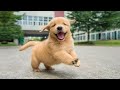 Funniest & Cutest Golden Retriever Puppies - 30 Minutes of Funny Puppy Videos 2022 #10