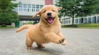 Funniest & Cutest Golden Retriever Puppies  30 Minutes of Funny Puppy Videos 2022 #10