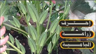 Growing okra correctly, how to throw seeds, irrigation methods, okra planting, soil types