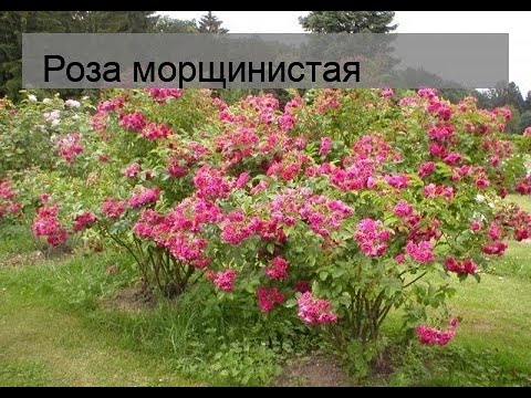 Роза морщинистая