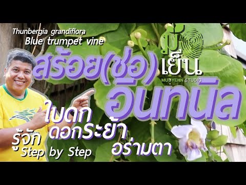 วีดีโอ: Care Of Sky Vine Thunbergia - เรียนรู้เกี่ยวกับการขยายพันธุ์ Sky Vine และการเติบโต