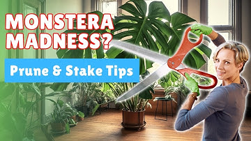 How to Add Support & Prune Back Overgrown Monstera Deliciosa Plants