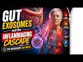Gut Exosomes and the Inflammaging Cascade