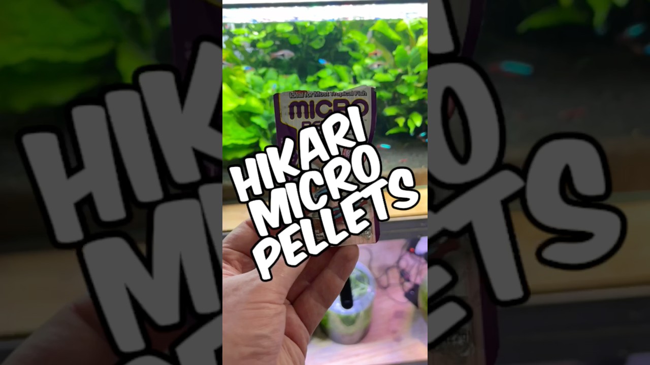 A Quick Review Of Hikari Micro Pellets After Feeding Them To My Fish For Years!