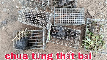 Bẩy chuột cống nhum trong những đám cỏ xanh mướt và thành quả một bầy cống nhum thấy mà mê