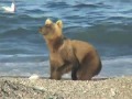 Медведи Камчатки - необычное о привычном