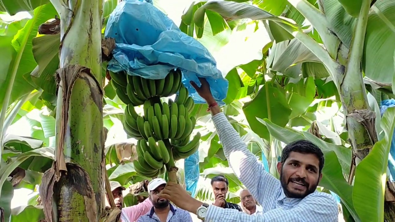 590-Balram Kisan- sattalai plot visite MP