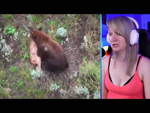 15 Brutal Moments When Bears Hunt Mercilessly Part 2 | Pets House