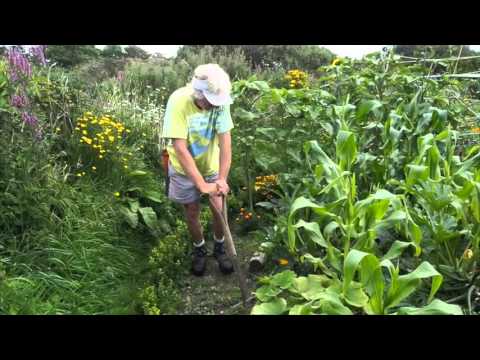 Video: Een graafvork gebruiken - Leer wanneer u graafvorken in de tuin moet gebruiken