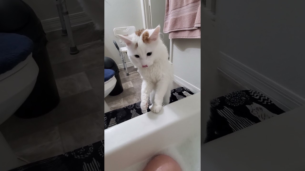 Cat tries to stop human from taking a bath #fyp #foryou #viralvideo #cats #funny