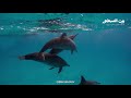 لغة الصمت والذكاء الخارق: كيف تدير الدلافين "جيوشاً" تحت الماء؟🌊