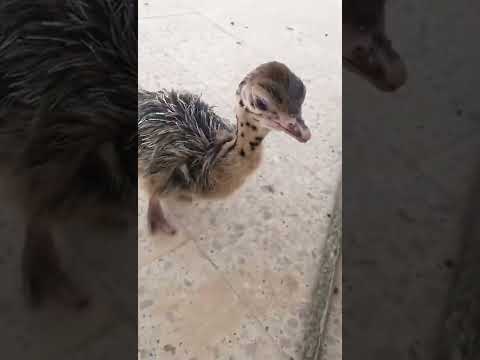 نعام فرخ نعام صوت النعام