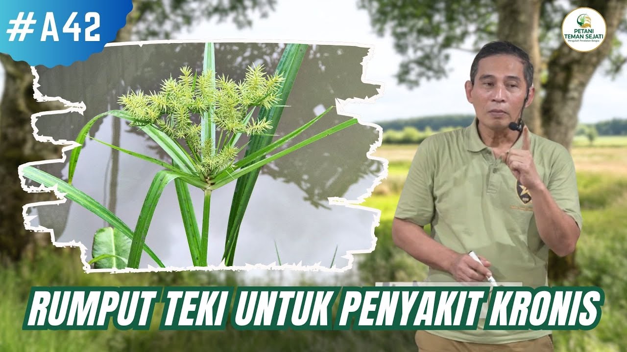 mannfaat rumput teki untuk pengobatan yg luar bias