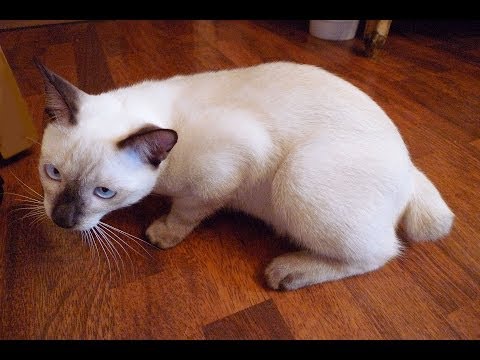bobtail siamese cat