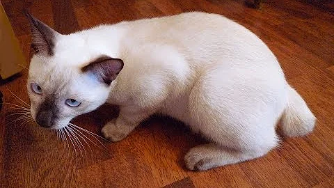 Watch the video about Funny Kitten (Royal Siamese) stealing food