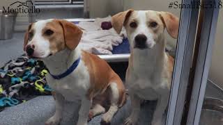 #SmallBiz518: Mohawk Hudson Humane Society