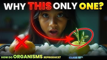 Class 10 Science Chapter 7 | How Do Organisms Reproduce | Activity 7.5 Potato Budding Experiment 3D