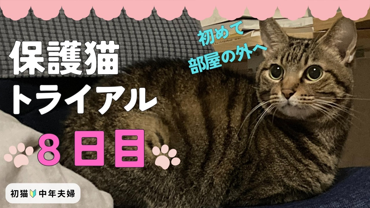 保護猫トライアル8日目｜縄張りが広がった一日