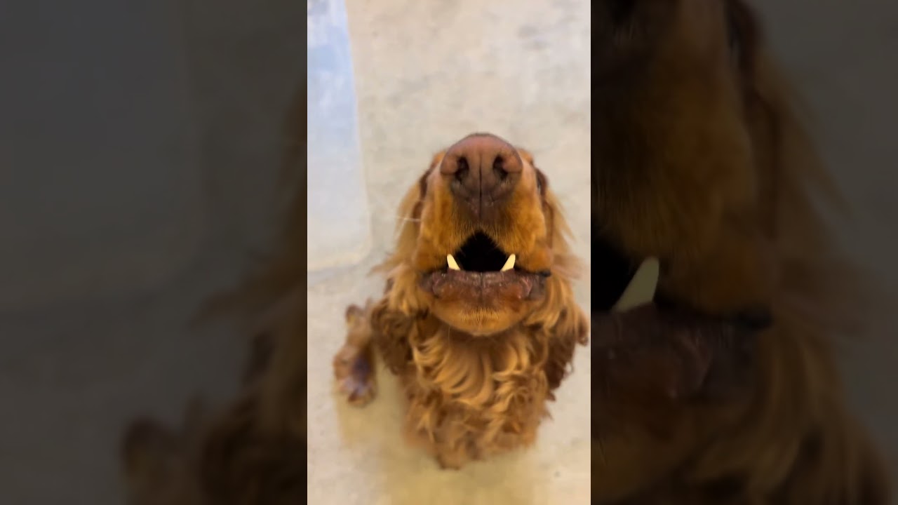 @thelifeofalfie I can hold dis note quite long now fwens 