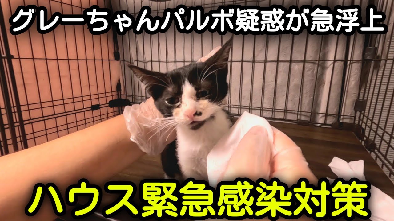 【パルボウイルス疑惑】ねこだらけハウス緊急パルボ感染対策【パルボ陰性】