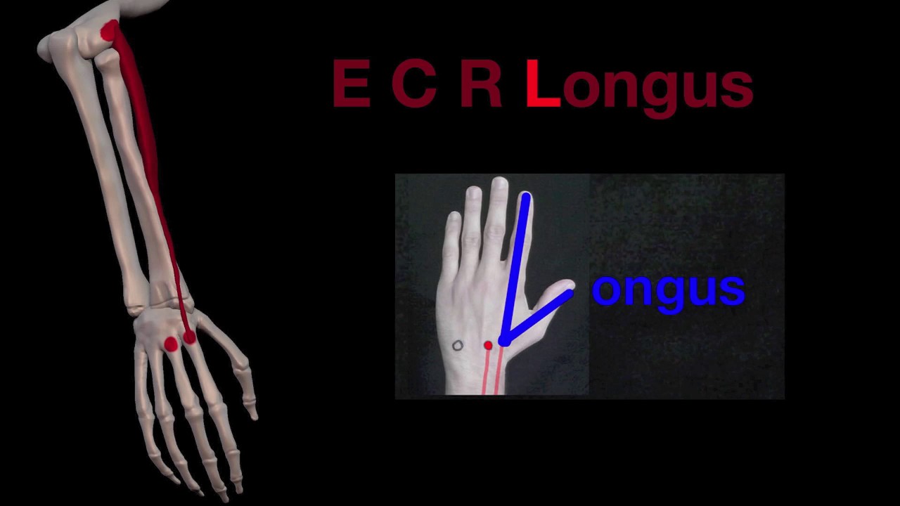 arm muscles 33 extensor carpi radialis brevis and longus youtube