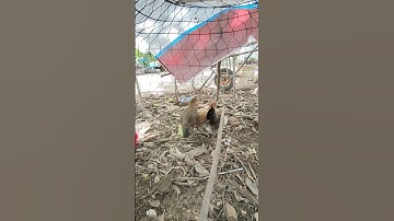 mái tơ lên đường phục vụ ae đam mê🐓 #thứcgàrừng86 #gàrừngrặc #gàrừngtaitrắng