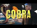                                  سبعتون   كوبرا                  نجومي