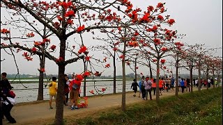 2015 白河林初埤「木棉花道」全球十五條最美花海街道 2015-3-22