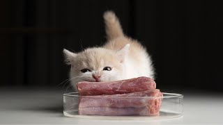 raw meat | cat eating asmr | Bengal cat，Munchkin cat，raw duck necks