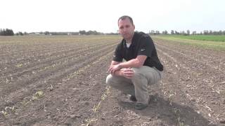Corn School 2-18:  Herbicide Decisions Following a Frost