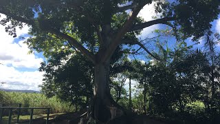 Sacred , Majestic Ceiba Tree Puerto Rico