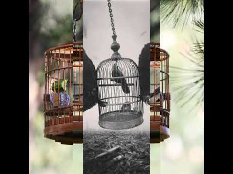 الشاعرحسن الحیدری جدید لاتسجنون البلابل