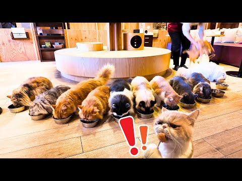 【4K】Cat Paradise Unleashed🐈Inside Japan's Top Cat Café - Play All Day🐈Cat Cafe Mocha Tokyo Ikebukuro