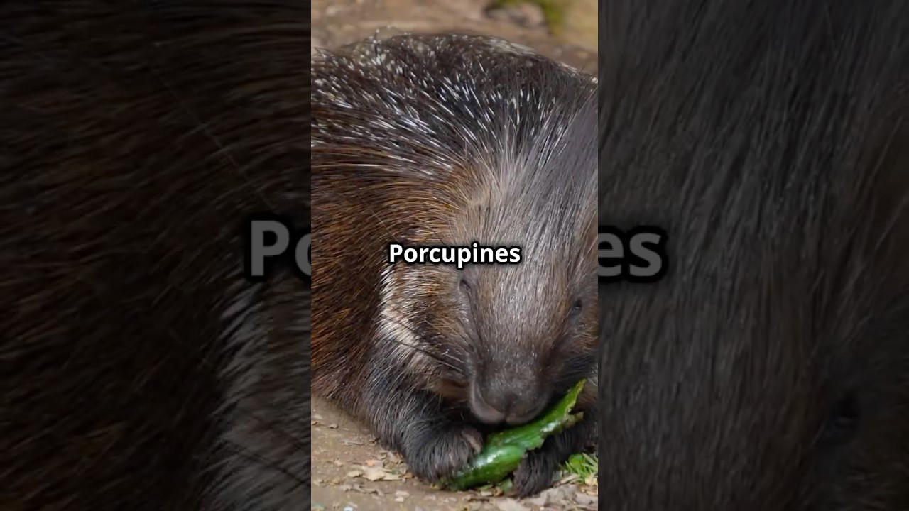 Behind the Spikes: Fascinating Porcupine Facts! 