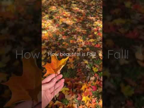 עלי סתיו יפים באוסטרליה סתיו סתיו 