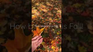 Beautiful Autumn Leaves In Australia