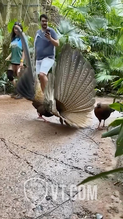 Peacock Shows Off Feathers But She’s NOT Impressed! 😂🦚