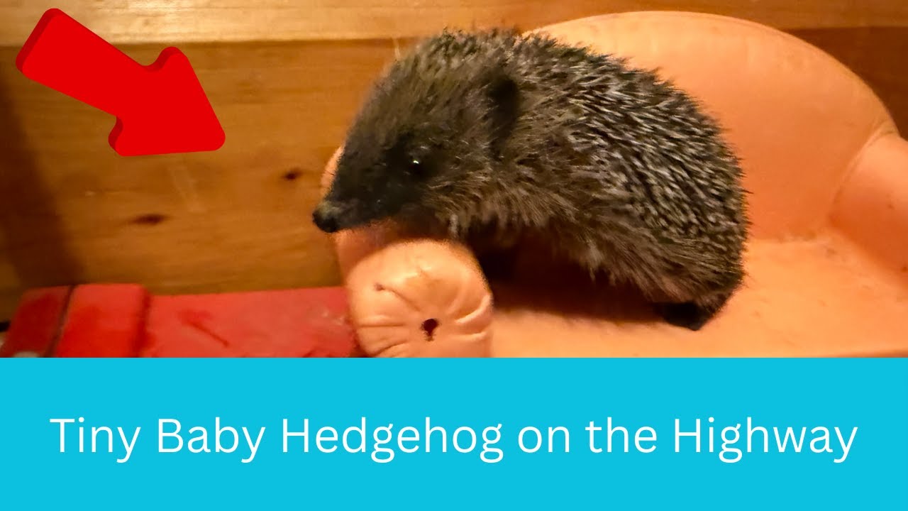 Стоит ли спасать детёныша ежа?