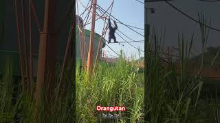#wildlife #animals 🦍 #wildlifephotography  #orangutanshow #spzp #statueofunity