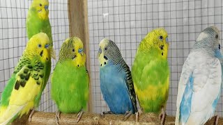 5 Hours of Budgie Sounds 🐦 | Natural Budgies Singing & Relaxing Bird Chirps screenshot 5