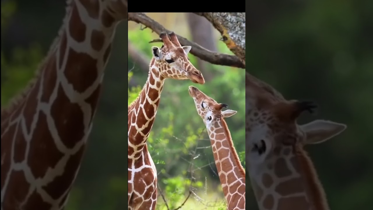 The beauty of Tanzania's national parks. The Giraffe is Tanzania's national animal 🦒.